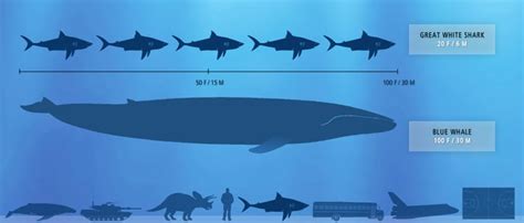 cuánto mide una ballena azul